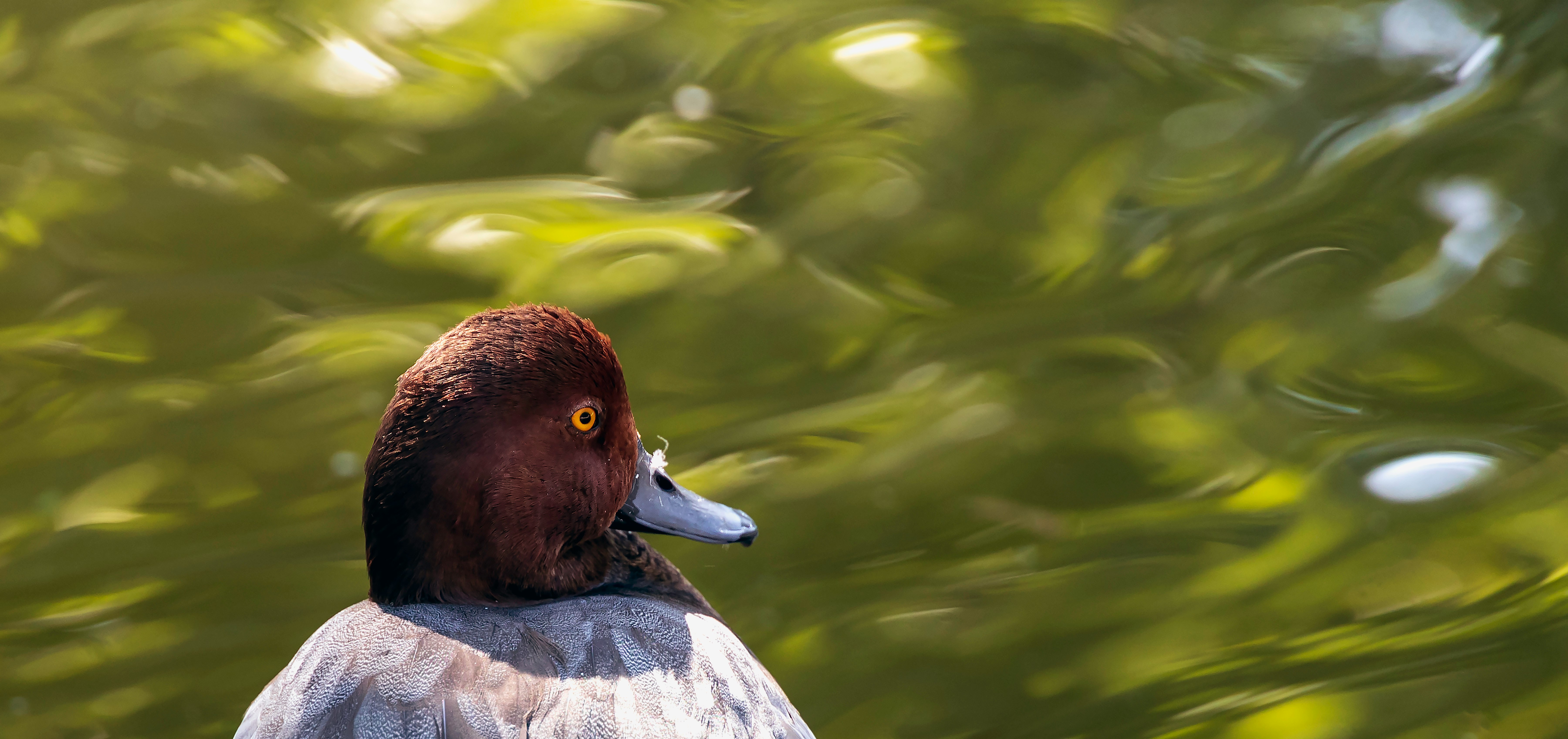 brown duck on water during daytime